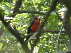Lybius bidentatus