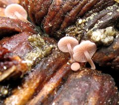 Strobilurus diminutivus