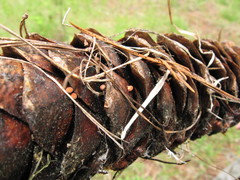 Strobilurus diminutivus