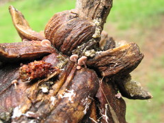 Strobilurus diminutivus