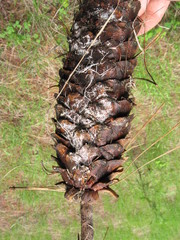 Strobilurus diminutivus