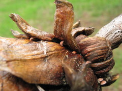 Strobilurus diminutivus