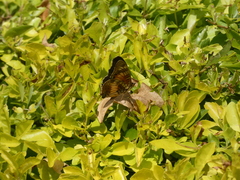 Junonia sophia