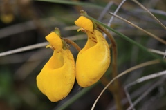 Calceolaria biflora