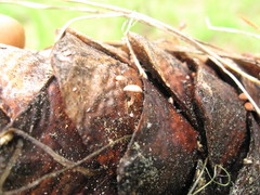 Strobilurus diminutivus