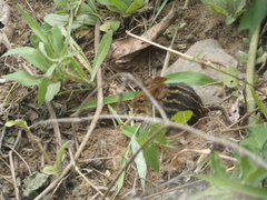 Lemniscomys striatus