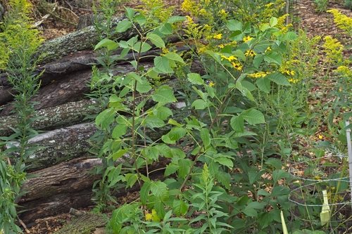 Ptelea trifoliata