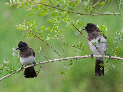 Common Bulbul