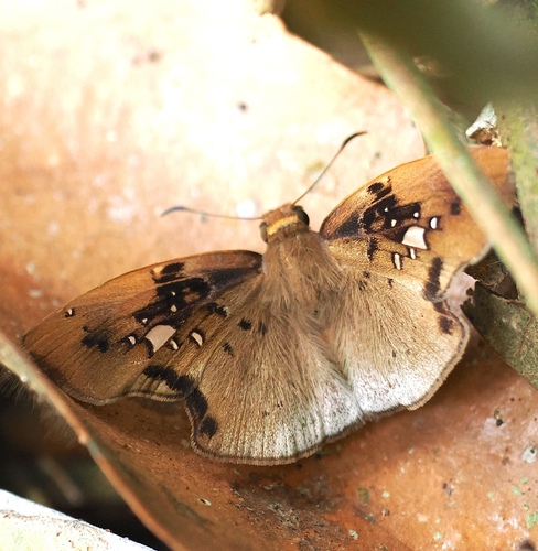 Gindanes brontinus