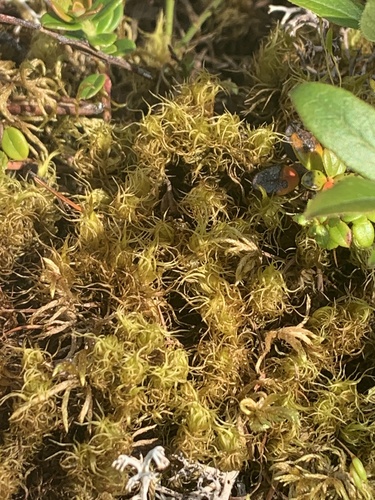 Dicranum brevifolium observed 2025-07-13