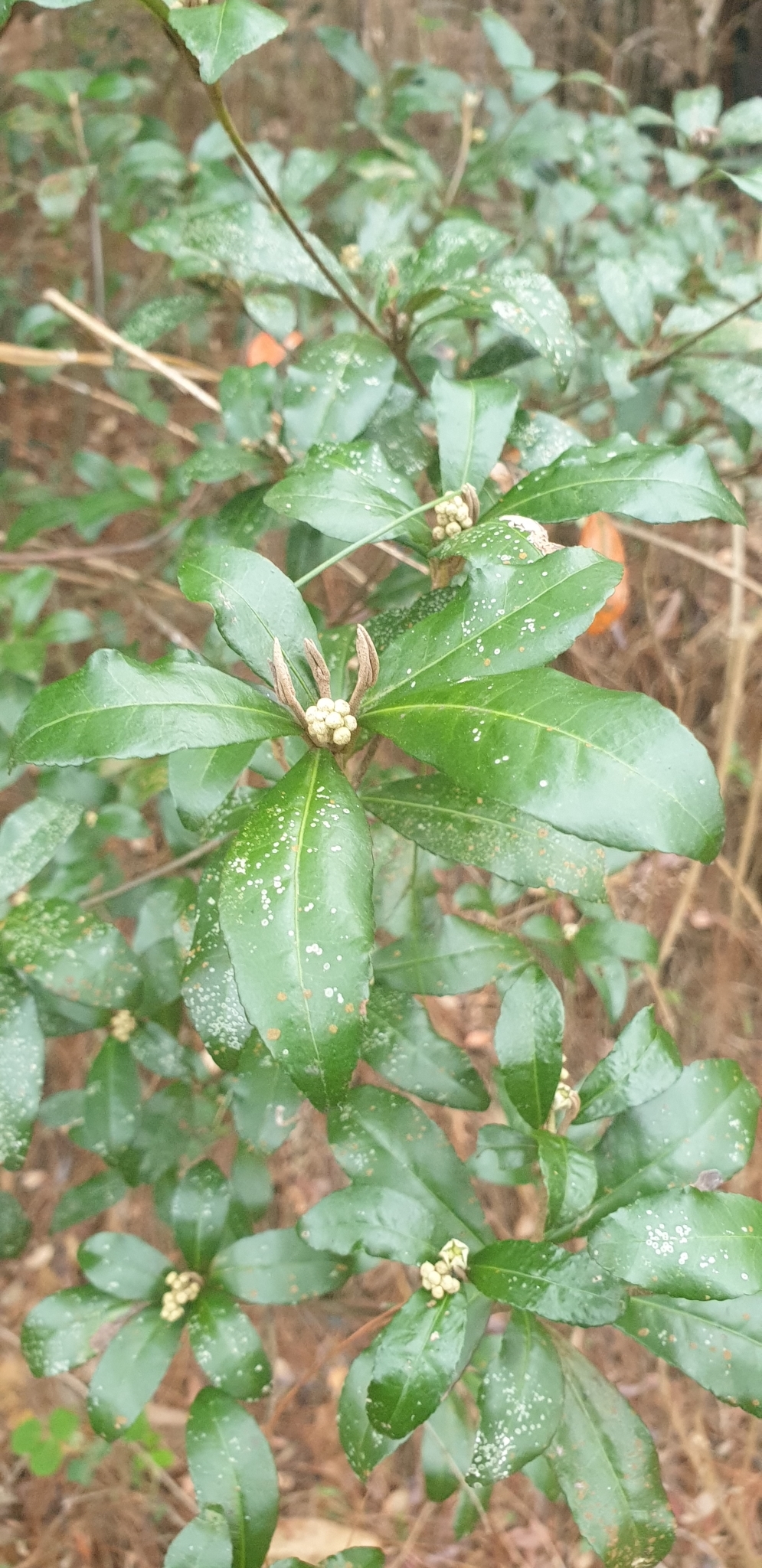 Croton hovarum
