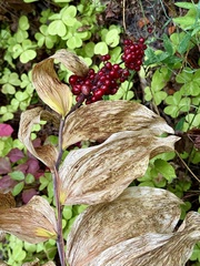 Maianthemum racemosum ssp. amplexicaule
