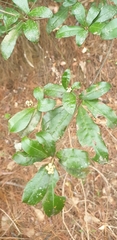 Image of Croton hovarum