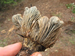 Hygrophorus caeruleus