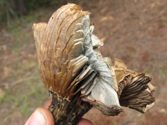 Hygrophorus caeruleus