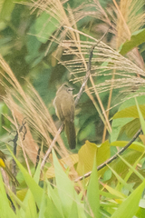 Pycnonotus flavescens