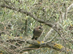 Garrulus glandarius samios