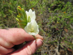 Thereianthus ixioides