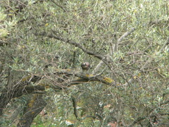 Garrulus glandarius samios