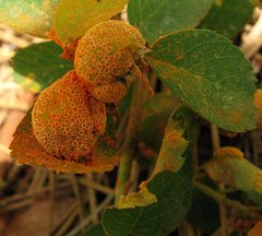 Gymnotelium blasdaleanum