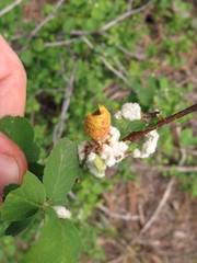 Gymnotelium blasdaleanum