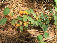 Gymnotelium blasdaleanum