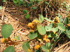 Gymnotelium blasdaleanum