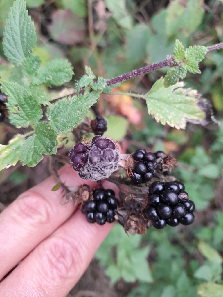 Botrytis Blight on a plant