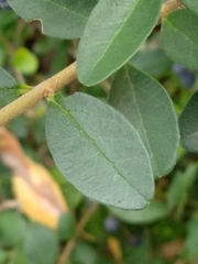 Ligustrum