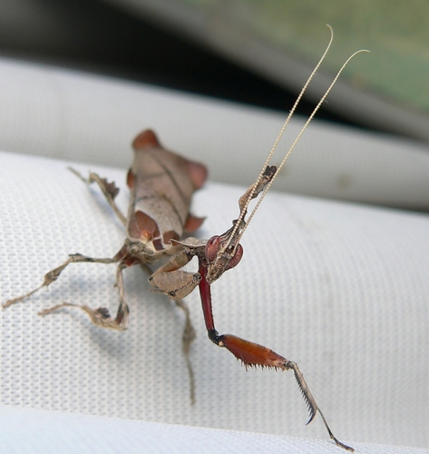 Common Ghost Mantis