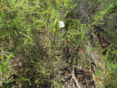 Thereianthus ixioides