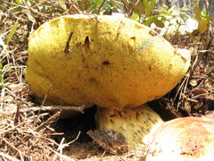 Butyriboletus primiregius