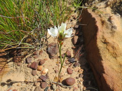 Thereianthus ixioides