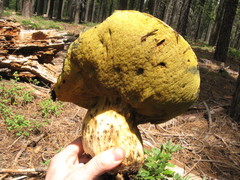 Butyriboletus primiregius