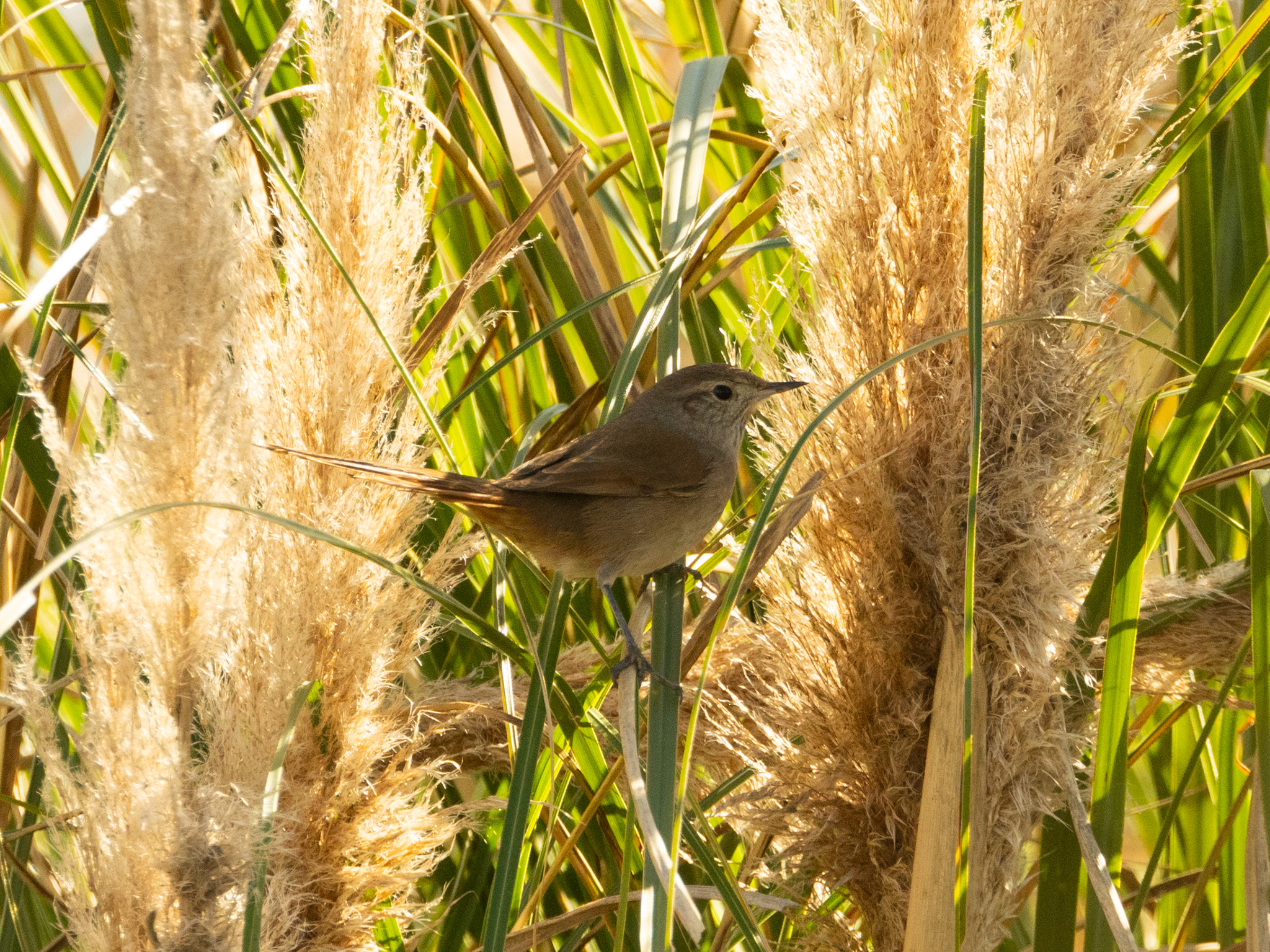 Sharp-billed Canastero (Asthenes pyrrholeuca), photo 9