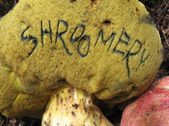 Butyriboletus primiregius
