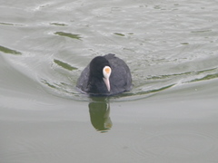 Fulica atra