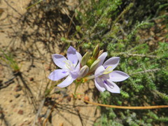Thereianthus ixioides