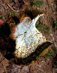 Butyriboletus primiregius