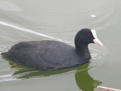 Fulica atra