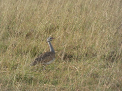 Eupodotis senegalensis