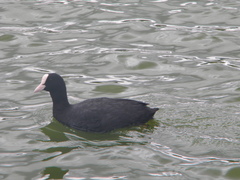 Fulica atra