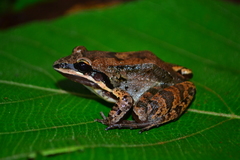 Leptodactylus mystaceus