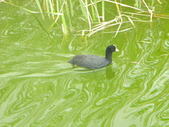 Fulica atra