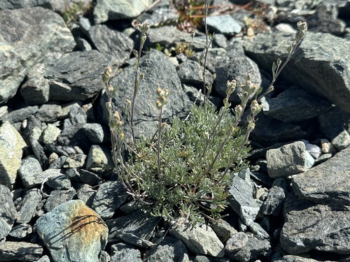 Artemisia umbelliformis, photograph 5