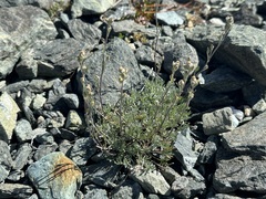 Artemisia umbelliformis, photograph (c) Jason Grant, some rights reserved (CC BY)