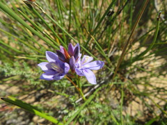 Thereianthus ixioides
