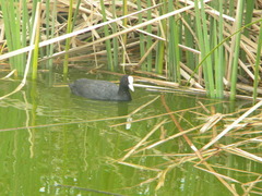 Fulica atra