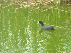 Fulica atra
