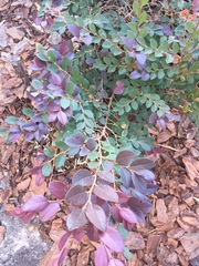 Nothofagus cliffortioides